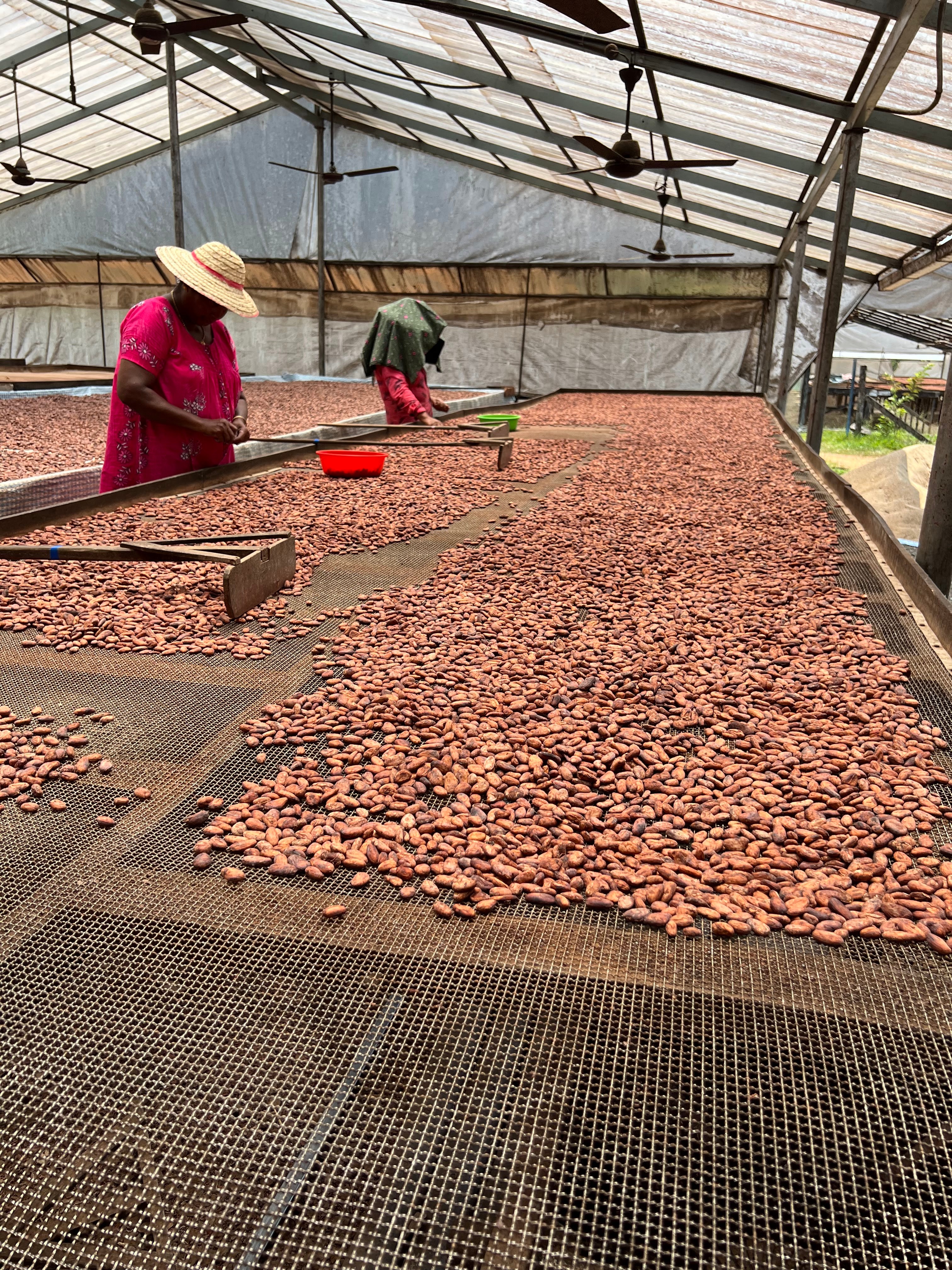 Cocoa beans drying in open-air structure with farmers tending to the beans
