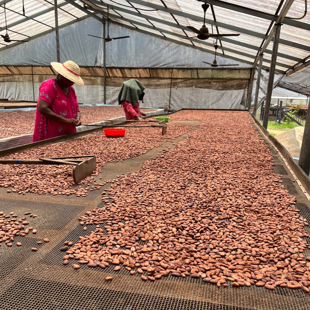 Beans Drying